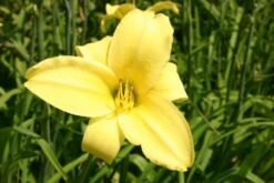 Fernöstlicher Traum (Ein Hauch Von Japan Im Eigenen Garten) -Angebote Pflanzen Store 2001632 Fernoestlicher 20Traum Ein 20Hauch 20von 20Japan 20im 20eigenen 20Garten 8