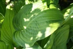 Fernöstlicher Traum (Ein Hauch Von Japan Im Eigenen Garten) -Angebote Pflanzen Store 2001632 Fernoestlicher 20Traum Ein 20Hauch 20von 20Japan 20im 20eigenen 20Garten 9