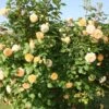 Rose 'Crown Princess Margareta' (Englische Rose) -Angebote Pflanzen Store 2001633 Rose 20Crown 20Princess 20Margareta Englische 20Rose 1