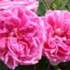 Rose 'Gertrude Jekyll' (Englische Rose) -Angebote Pflanzen Store 2001635 Rose 20Gertrude 20Jekyll Englische 20Rose 1