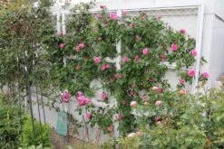 Rose 'Gertrude Jekyll' (Englische Rose) -Angebote Pflanzen Store 2001635 Rose 20Gertrude 20Jekyll Englische 20Rose 3