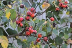 Rose 'Gertrude Jekyll' (Englische Rose) -Angebote Pflanzen Store 2001635 Rose 20Gertrude 20Jekyll Englische 20Rose 4