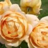 Rose 'Golden Celebration' (Englische Rose) -Angebote Pflanzen Store 2001637 Rose 20Golden 20Celebration Englische 20Rose 1