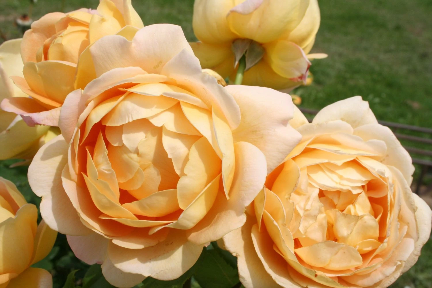 Rose 'Golden Celebration' (Englische Rose) 3 Rose 'Golden Celebration' (Englische Rose)