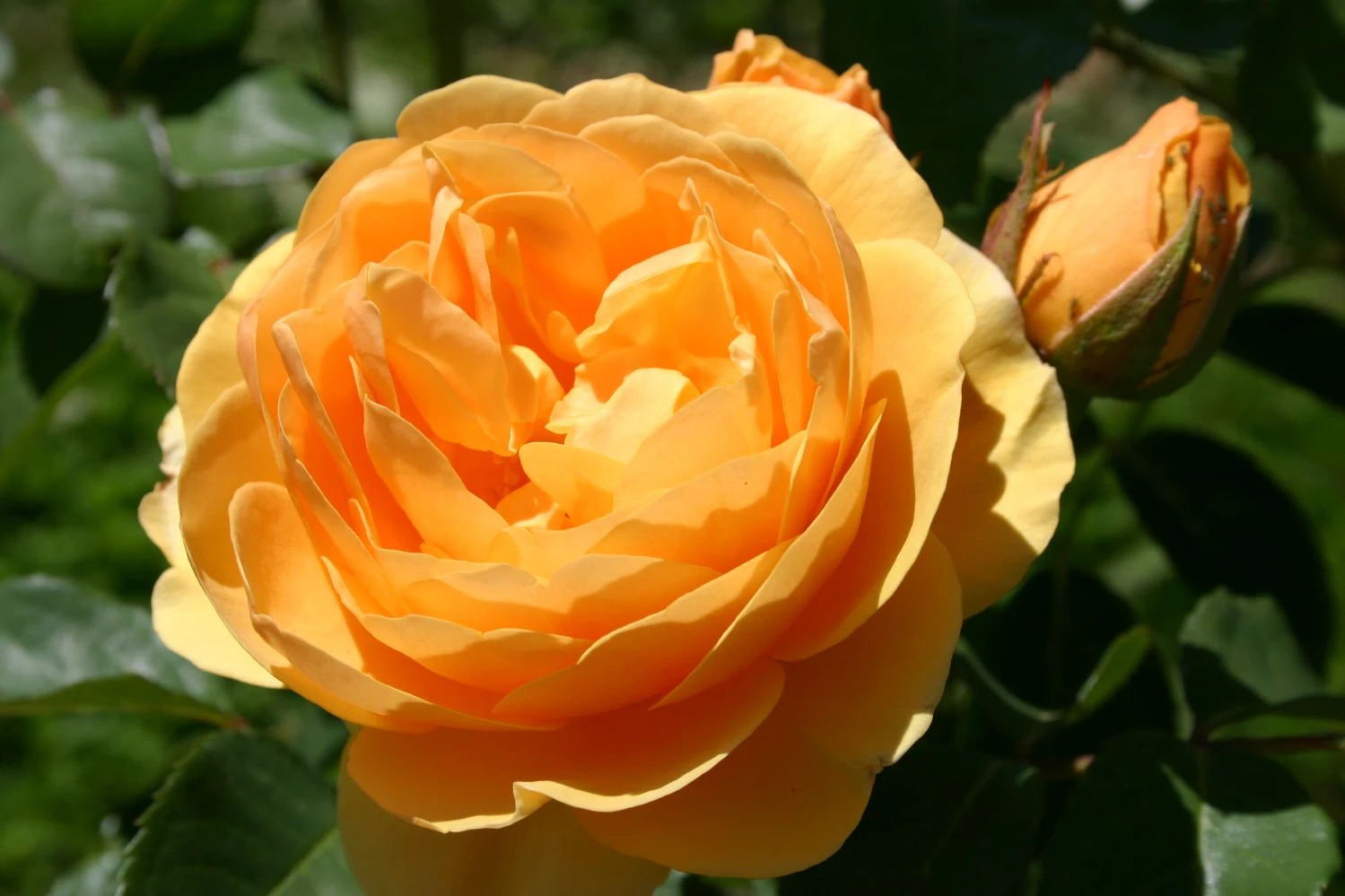 Rose 'Graham Thomas' (Englische Rose) 3 Rose 'Graham Thomas' (Englische Rose)