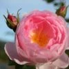 Rose 'Sceptre D´Isle' (Englische Rose) -Angebote Pflanzen Store 2001641 Rose 20Sceptre 20dIsle Englische 20Rose 1