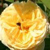 Rose 'The Pilgrim' (Englische Rose)