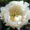 Paeonia Itoh-Hybride 'White Emperor' (Intersektionelle Pfingstrose) 2 Paeonia Itoh-Hybride 'White Emperor' (Intersektionelle Pfingstrose) -Angebote Pflanzen Store 2001771 Paeonia 20Itoh Hybride 20White 20Emperor Intersektionelle 20Pfingstrose 1