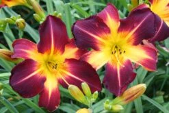 Hemerocallis 'Ruby Spider' (Großblumige Taglilie)