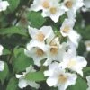 Philadelphus 'Belle Etoile' (Falscher Jasmin | Bauernjasmin) -Angebote Pflanzen Store 2001800 Philadelphus 20Belle 20Etoile Falscher 20Jasmin 20 20Bauernjasmin 1