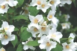 Philadelphus 'Belle Etoile' (Falscher Jasmin | Bauernjasmin)
