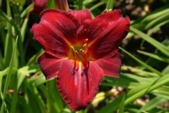 Beet In Feierlaune (Der Sommer Kann Kommen!) -Angebote Pflanzen Store 2001804 Beet 20in 20Feierlaune Der 20Sommer 20kann 20kommen 10