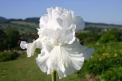 Beet In Feierlaune (Der Sommer Kann Kommen!) -Angebote Pflanzen Store 2001804 Beet 20in 20Feierlaune Der 20Sommer 20kann 20kommen 12