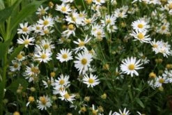 Beet In Feierlaune (Der Sommer Kann Kommen!) -Angebote Pflanzen Store 2001804 Beet 20in 20Feierlaune Der 20Sommer 20kann 20kommen 13