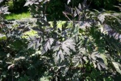 Beet In Feierlaune (Der Sommer Kann Kommen!) -Angebote Pflanzen Store 2001804 Beet 20in 20Feierlaune Der 20Sommer 20kann 20kommen 4