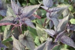 Beet In Feierlaune (Der Sommer Kann Kommen!) -Angebote Pflanzen Store 2001804 Beet 20in 20Feierlaune Der 20Sommer 20kann 20kommen 7