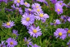 Kleines Sonnenbeet (Maximale Wirkung Auf Kleiner Fläche) -Angebote Pflanzen Store 2001809 Kleines 20Sonnenbeet Maximale 20Wirkung 20auf 20kleiner 20Flaeche 3