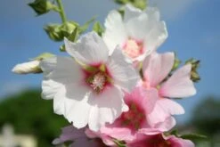 Kleines Sonnenbeet (Maximale Wirkung Auf Kleiner Fläche) -Angebote Pflanzen Store 2001809 Kleines 20Sonnenbeet Maximale 20Wirkung 20auf 20kleiner 20Flaeche 8