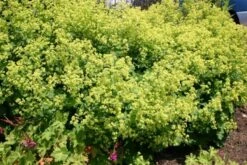 Licht Und Schatten (Schönes Für Dunkle Gartenecken) 15 Licht Und Schatten (Schönes Für Dunkle Gartenecken) -Angebote Pflanzen Store 2001839 Licht 20und 20Schatten Schoenes 20fuer 20dunkle 20Gartenecken 3