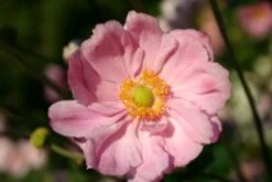 Licht Und Schatten (Schönes Für Dunkle Gartenecken) 16 Licht Und Schatten (Schönes Für Dunkle Gartenecken) -Angebote Pflanzen Store 2001839 Licht 20und 20Schatten Schoenes 20fuer 20dunkle 20Gartenecken 4