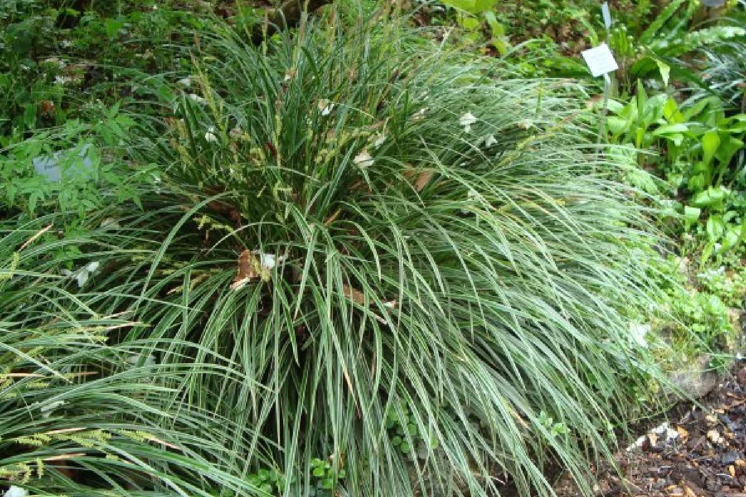 Licht Und Schatten (Schönes Für Dunkle Gartenecken) 10 Licht Und Schatten (Schönes Für Dunkle Gartenecken) – Bild 8