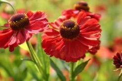 Neverending (Ausdauernde Blütenfreude Durchs Jahr) -Angebote Pflanzen Store 2001840 Neverending Ausdauernde 20Bluetenfreude 20durchs 20Jahr 12