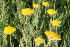 Neverending (Ausdauernde Blütenfreude Durchs Jahr) -Angebote Pflanzen Store 2001840 Neverending Ausdauernde 20Bluetenfreude 20durchs 20Jahr 3