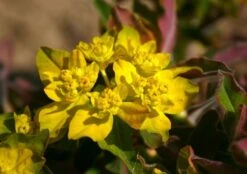 Neverending (Ausdauernde Blütenfreude Durchs Jahr) -Angebote Pflanzen Store 2001840 Neverending Ausdauernde 20Bluetenfreude 20durchs 20Jahr 9