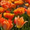 Tulpenmischung 'Oh So Orange' (Garten-Tulpenmischung) -Angebote Pflanzen Store 2001850 Tulpenmischung 20Oh 20So 20Orange Garten Tulpenmischung 1