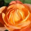 Rose 'Lady Emma Hamilton' (Englische Rose) -Angebote Pflanzen Store 2001929 Rose 20Lady 20Emma 20Hamilton Englische 20Rose 1