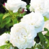 Rose 'Winchester Cathedral' (Englische Rose) -Angebote Pflanzen Store 2001934 Rose 20Winchester 20Cathedral Englische 20Rose 1