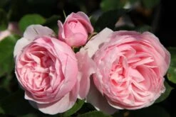 Rose 'Hans Gönewein Rose' (Beetrose)