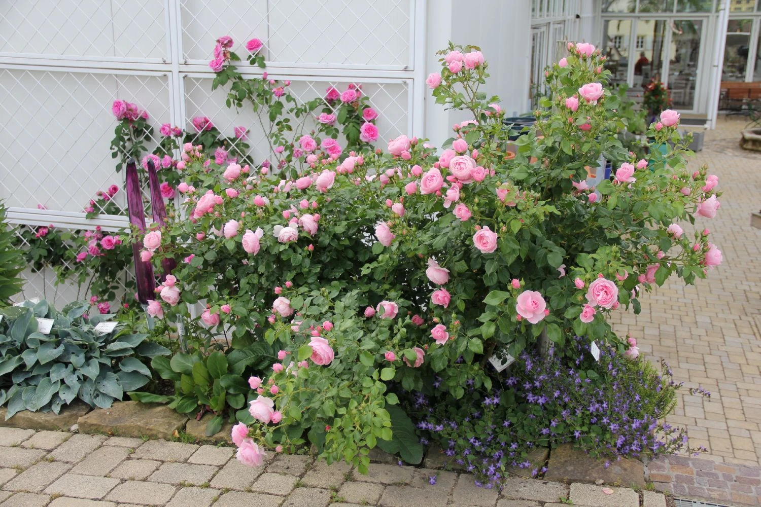 Rose 'Hans Gönewein Rose' (Beetrose) 4 Rose 'Hans Gönewein Rose' (Beetrose) – Bild 2