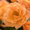 Rose 'Apricot Clementine' (Zwergrose) -Angebote Pflanzen Store 2001986 Rose 20Apricot 20Clementine Zwergrose 1