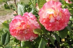 Rose 'Aquarell' (Beetrose) -Angebote Pflanzen Store 2001989 Rose 20Aquarell Beetrose 2