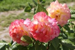 Rose 'Aquarell' (Beetrose) -Angebote Pflanzen Store 2001989 Rose 20Aquarell Beetrose 3