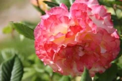 Rose 'Aquarell' (Beetrose)