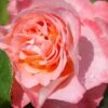Rose 'Augusta Luise' (Edelrose) -Angebote Pflanzen Store 2001991 Rose 20Augusta 20Luise Edelrose 1