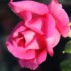 Rose 'Duftrausch' (Edelrose) -Angebote Pflanzen Store 2001995 Rose 20Duftrausch Edelrose 1