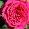 Rose 'Johann Wolfgang Von Goethe' (Edelrose) -Angebote Pflanzen Store 2001997 Rose 20Johann 20Wolfgang 20von 20Goethe 20 Edelrose 1
