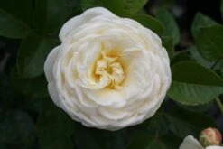 Rose 'Artemis' (Strauchrose) -Angebote Pflanzen Store 2002002 Rose 20Artemis Strauchrose 3