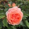 Rose 'Chippendale' (Strauchrose) -Angebote Pflanzen Store 2002011 Rose 20Chippendale Strauchrose 1