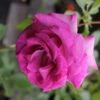 Rose 'Climbing Violette Parfumée' (Kletterrose) -Angebote Pflanzen Store 2002016 Rose 20Climbing 20Violette 20Parfume Kletterrose 1 a93ca40c c8dc 4532 bf02 9466203a6648