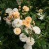 Rose 'Ghislaine De Feligonde' (Kletterrose) 1 Rose 'Ghislaine De Feligonde' (Kletterrose) -Angebote Pflanzen Store 2002017 Rose 20Ghislaine 20de 20Feligonde Kletterrose 1