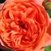 Rose 'Summer Song' (Englische Rose) -Angebote Pflanzen Store 2002020 Rose 20Summer 20Song Englische 20Rose 1