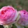 Rose 'Eden Rose' (Strauchrose) -Angebote Pflanzen Store 2002034 Rose 20Eden 20Rose Strauchrose 1
