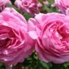 Rose 'Louise Odier' (Historische Rose) -Angebote Pflanzen Store 2002050 Rose 20Louise 20Odier Historische 20Rose 1