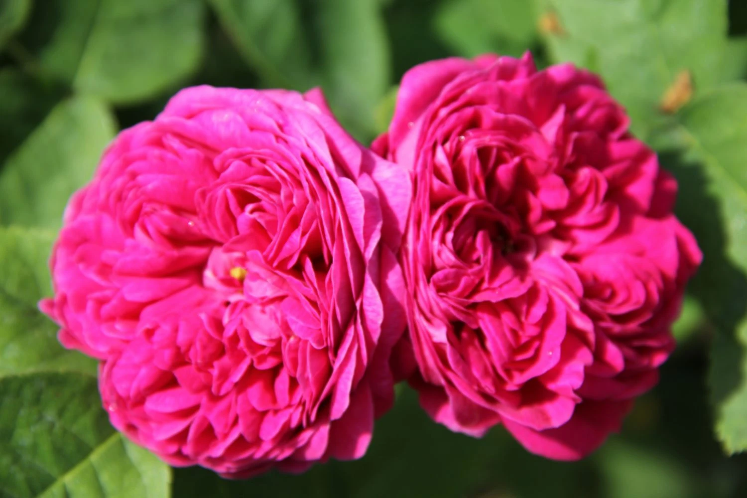 Rose 'Rose De Resht' (Historische Rose) 3 Rose 'Rose De Resht' (Historische Rose)