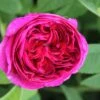 Rose 'Charles De Mills' (Historische Rose) -Angebote Pflanzen Store 2002064 Rose 20Charles 20de 20Mills Historische 20Rose 1