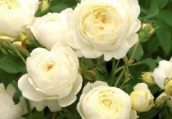Rose 'Claire Austin' (Englische Rose)